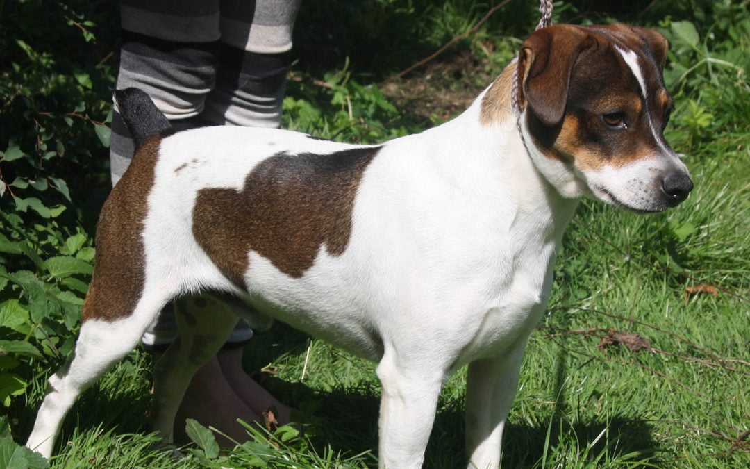Pasning og pleje af dansk/svensk gårdhund