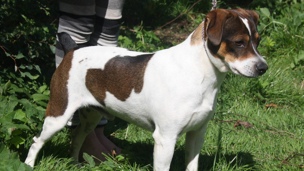 Dansk/svensk gårdhund fra Kennel Zkrubbes i grønne omgivelser