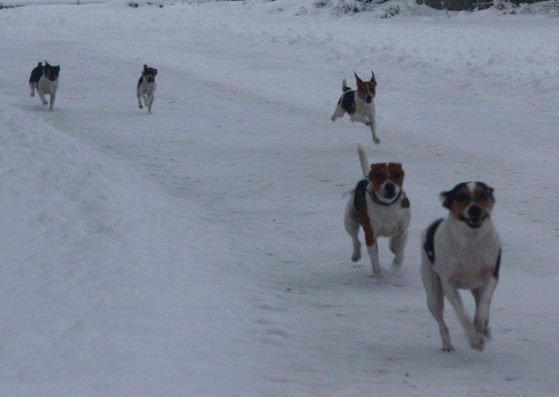 Gårdhunde fra Zkrubbes på tur sammen i sneen