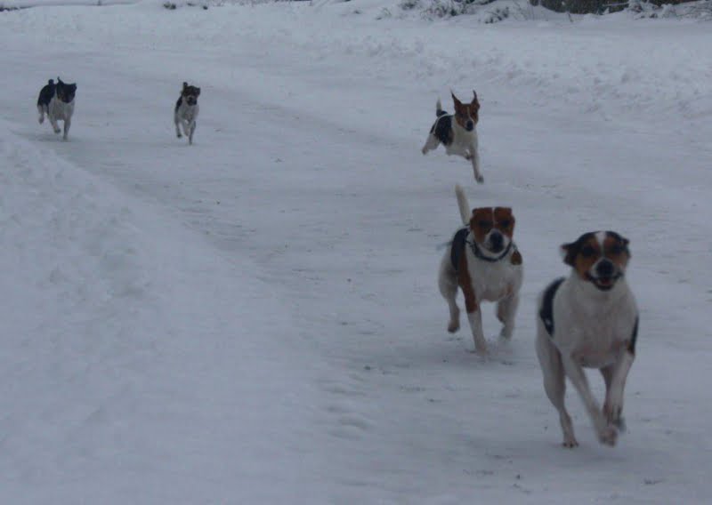 Motion og træning af dansk/svensk gårdhund