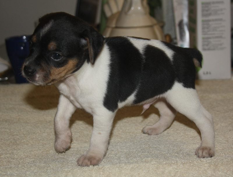 Hanhvalp 1, dansk/svensk gårdhund hos Zkrubbes, galleri fra 2016