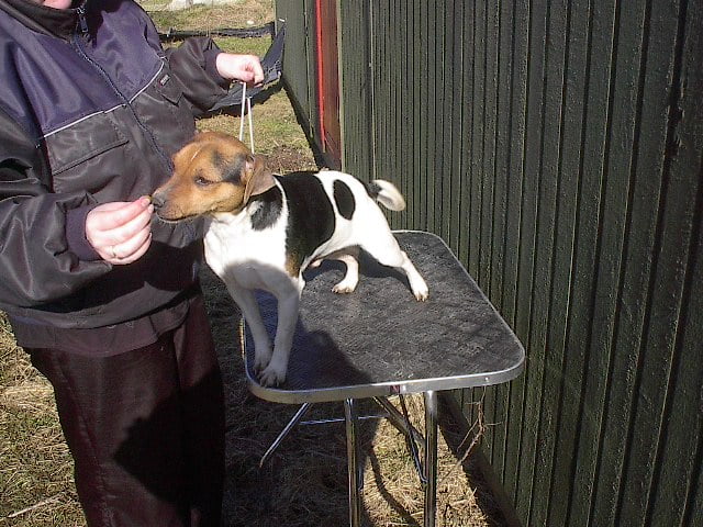 Hunde 019