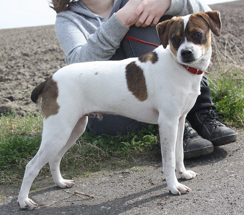 Zkrubbes Heartbeat, dansk/svensk gårdhund