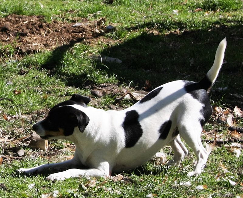 Zkrubbes Manica, dansk/svensk gårdhund