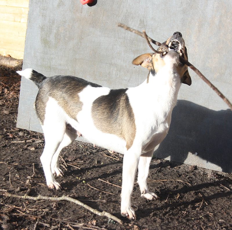 Dansk-svensk gårdhund hos Kennel Zkrubbe