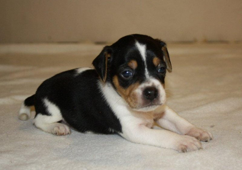 Dansk/svensk gårdhund i Zkrubbes hvalpegalleri fra 2013