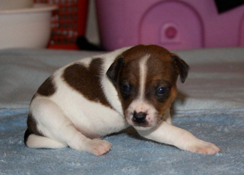 Peace, dansk/svensk gårdhund hos Zkrubbes