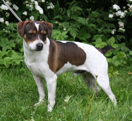 Zkrubbe’s Heartbreaker – præmieret Dansk/Svensk Gårdhund hanhund med DKK-stamtavle og racetypisk udtryk