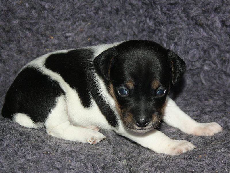 Tævehvalp, dansk/svensk gårdhund fra Sunshines kuld