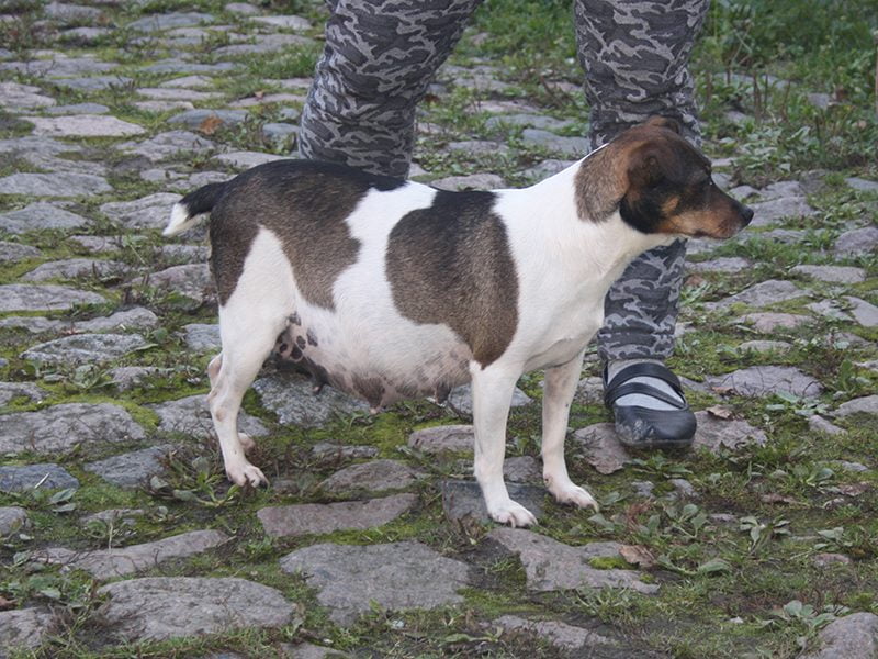 Dansk-svensk gårdhund hos Kennel Zkrubbe