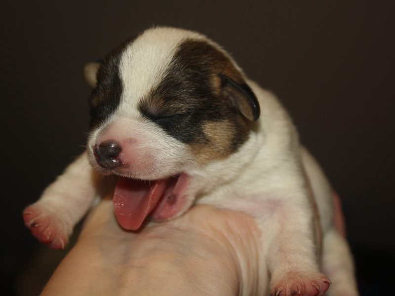 Dansk/svensk gårdhund i billedgalleriet hos Zkrubbes