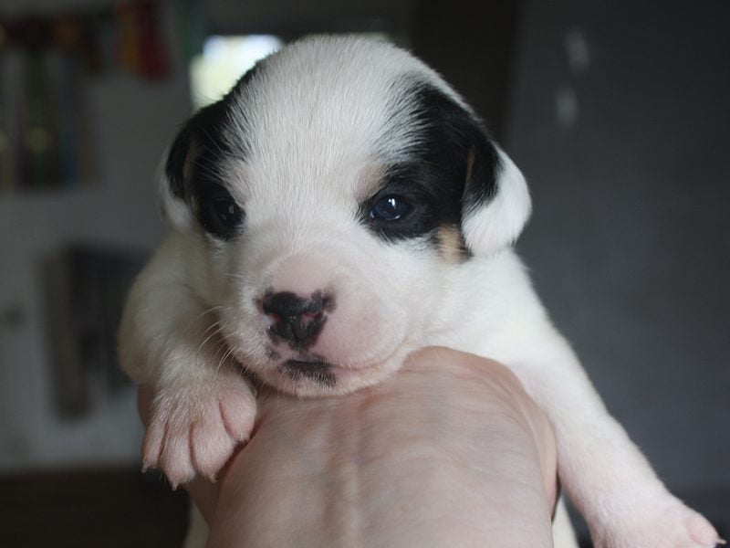 Dansk/svensk gårdhund i billedgalleriet hos Zkrubbes