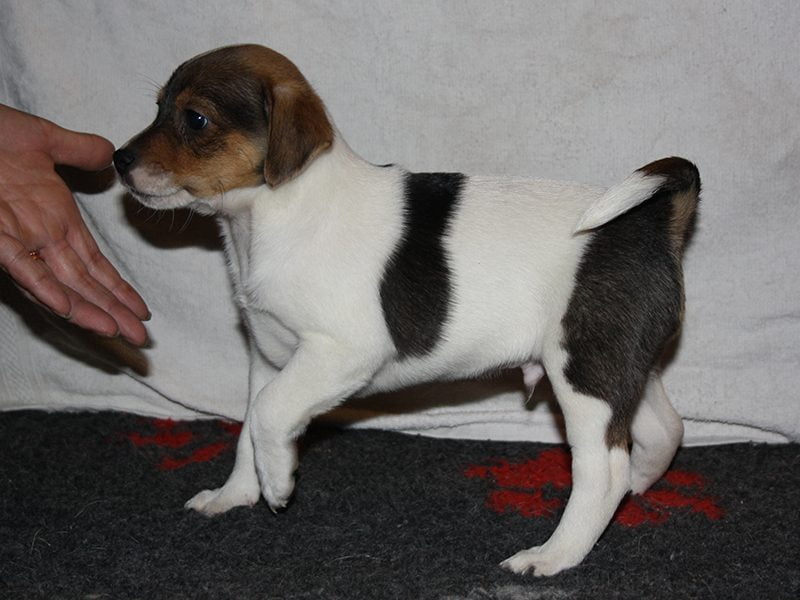 Dreamer, dansk/svensk gårdhund