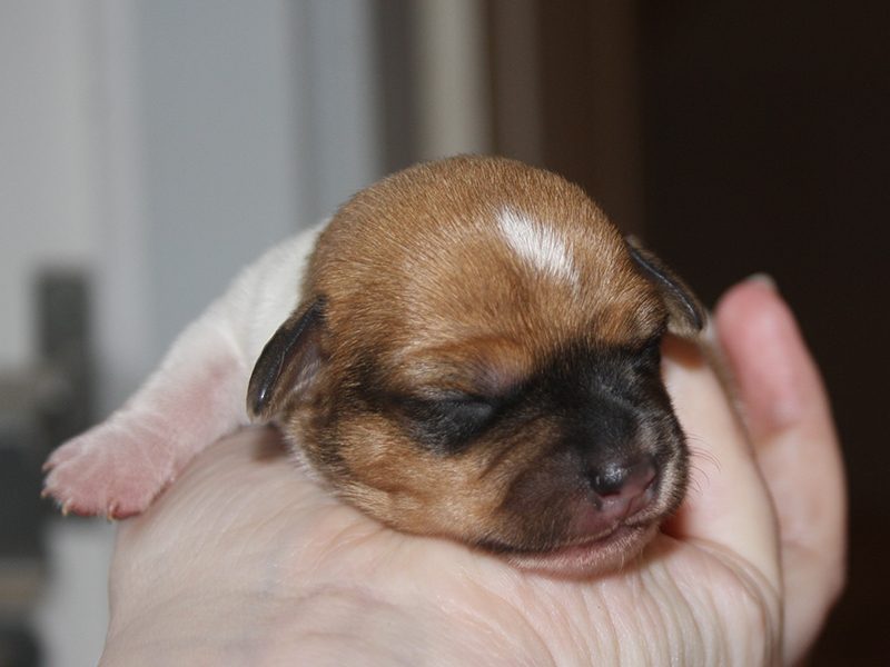 Dansk/svensk gårdhund i billedgalleriet om Irizs hvalpe