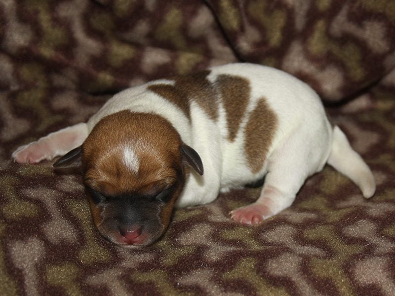 Tævehvalp 1, dansk/svensk gårdhund fra Irizs kuld