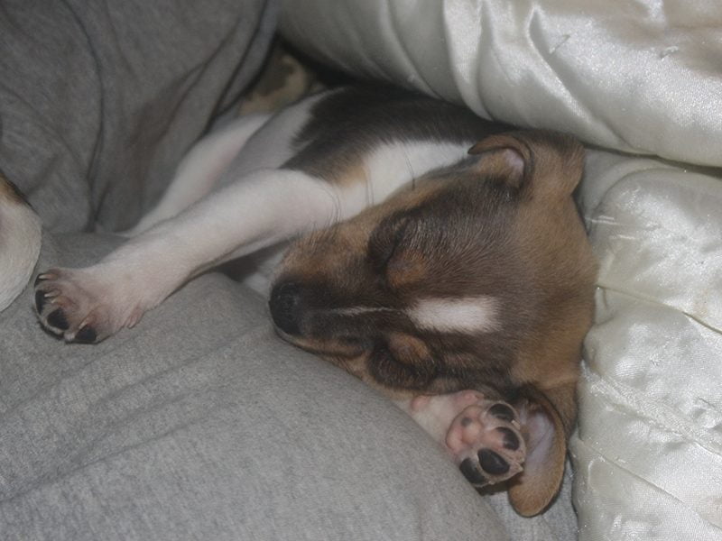 En dansk/svensk gårdhundehvalp slapper af hjemme hos Zkrubbes