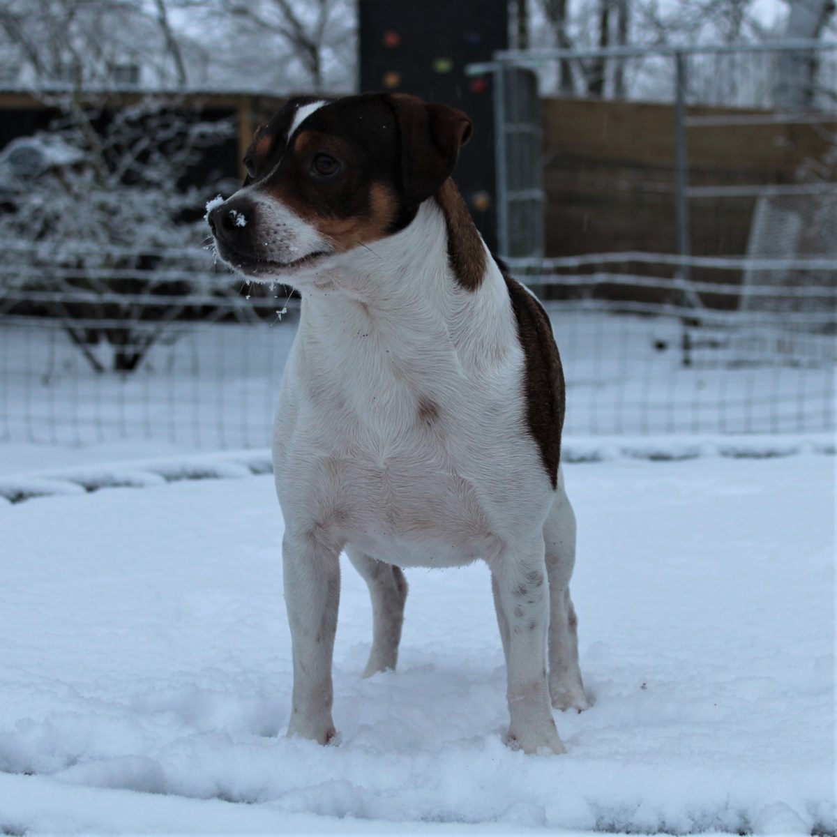 Heartbreaker2, dansk/svensk gårdhund i sneen