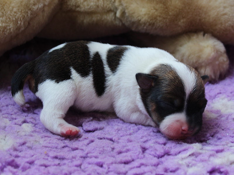 Tævehvalp 5, dansk/svensk gårdhund fra Peronelles kuld