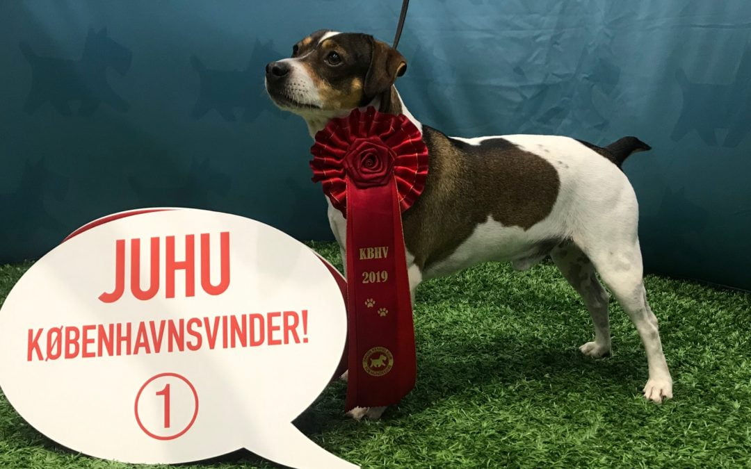 Københavnsvinder udstillingen 2019