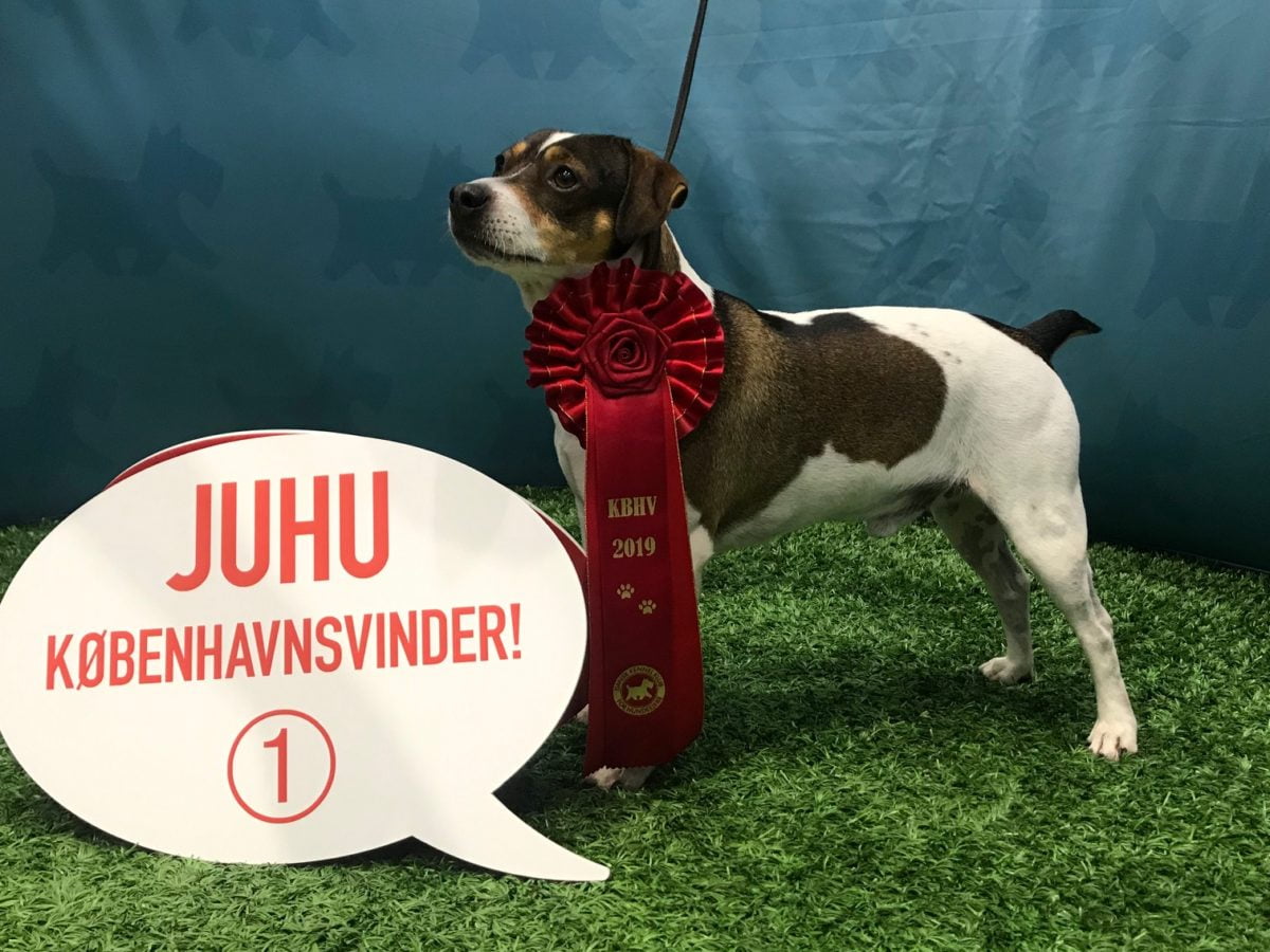 Zkrubbe’s Heartbreaker – Dansk/Svensk Gårdhund hanhund med rød roset som Københavnsvinder 2019