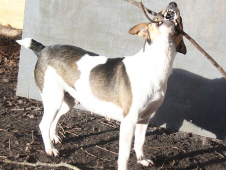Zkrubbes Peronelle