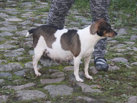 Zkrubbes Peronelle