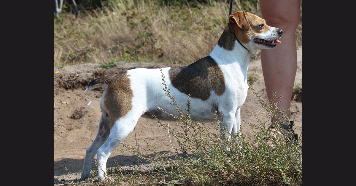 Billede fra Zkrubbes Xana er blevet mor til to søde små hvalpe hos Kennel Zkrubbes