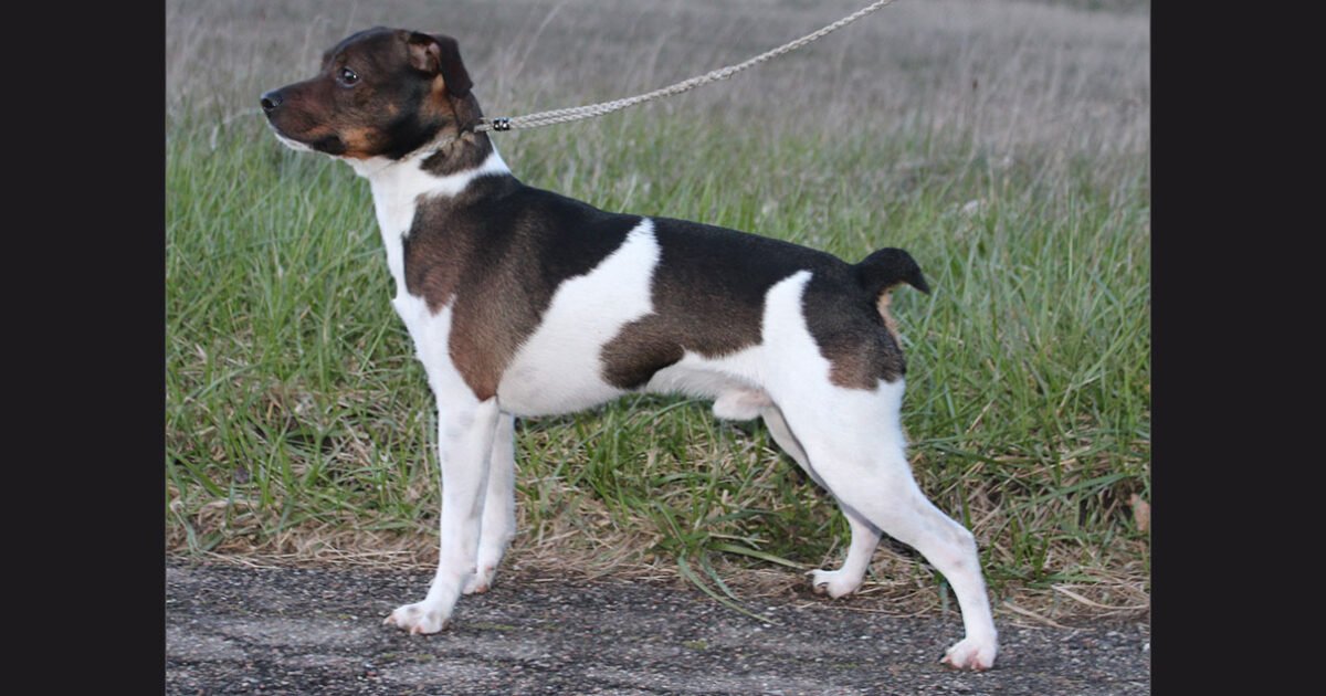 Billede fra Omplacering af en ung hanhund hos Kennel Zkrubbes