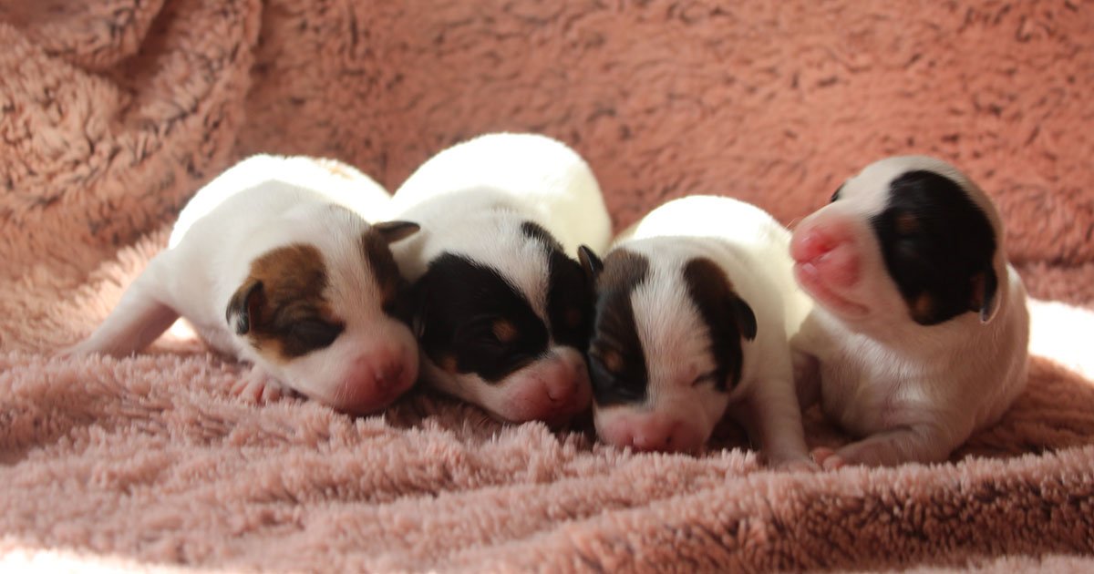Billede fra Zkrubbe’s Heartsound har fået hvalpe hos Kennel Zkrubbes