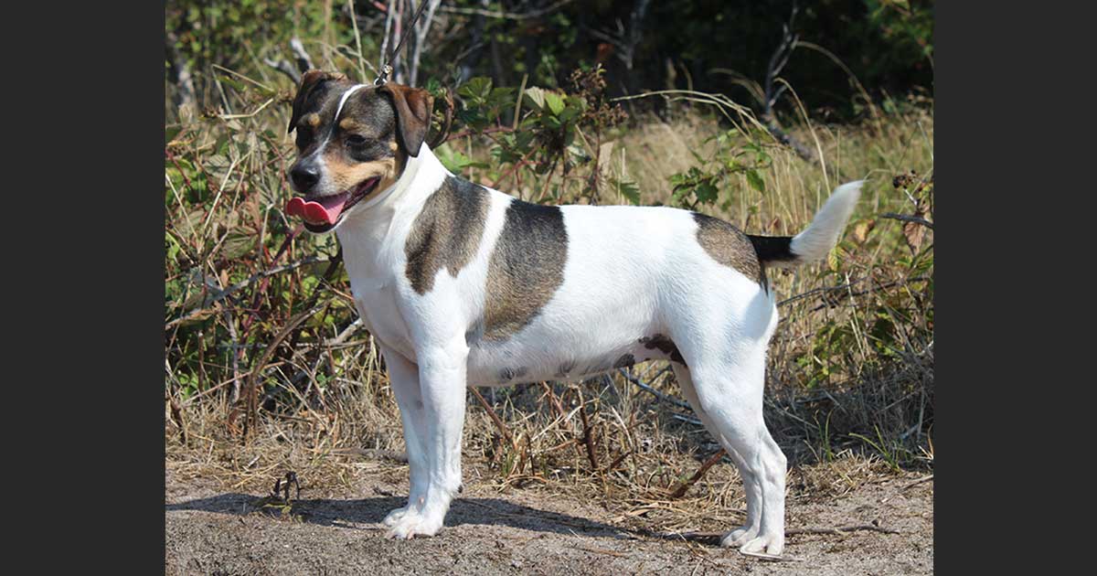 Billede fra Zkrubbe’s Iriz har fået hvalpe hos Kennel Zkrubbes