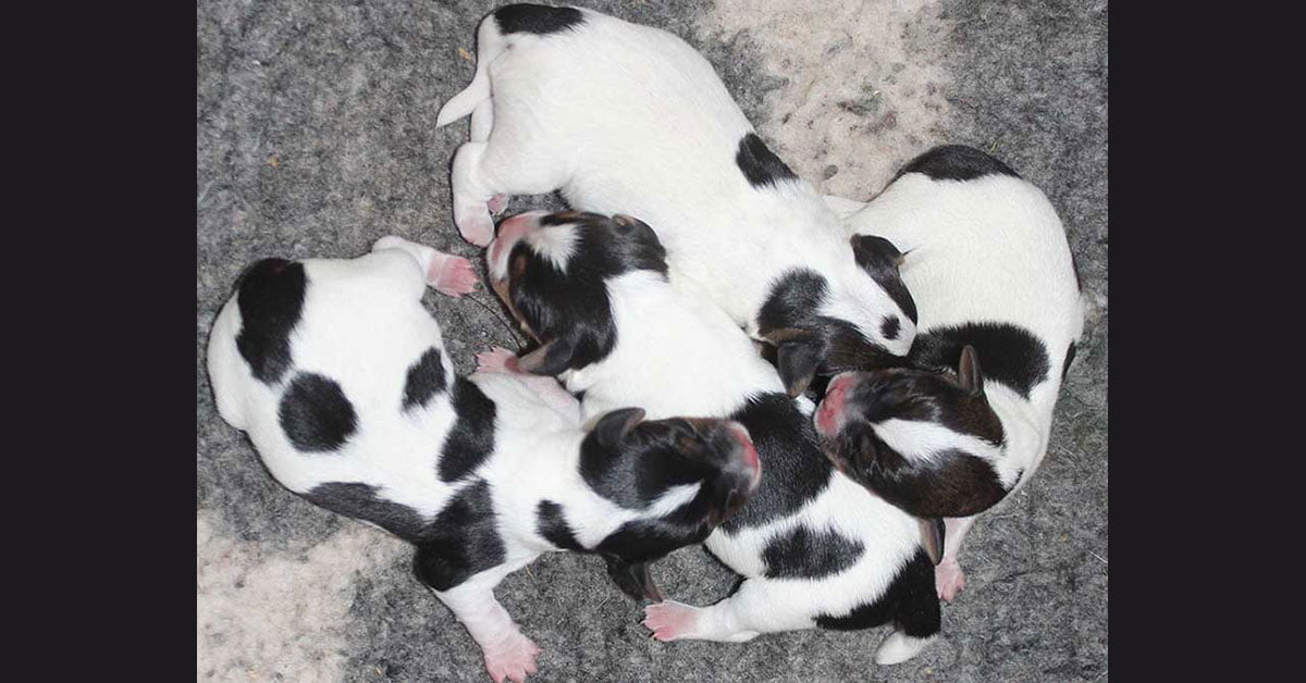 Billede fra Zkrubbe’s Xana har fået hvalpe hos Kennel Zkrubbes