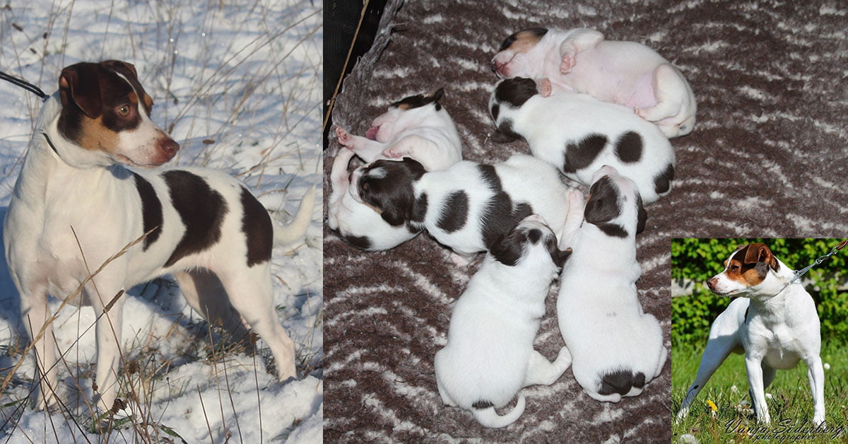 Billede fra Zkrubbe’s Lilje har fået hvalpe. hos Kennel Zkrubbes