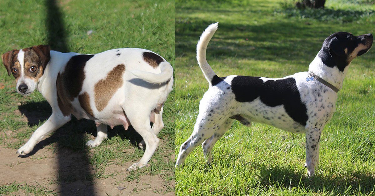 Billede fra Zkrubbes Heartsound har fået hvalpe hos Kennel Zkrubbes