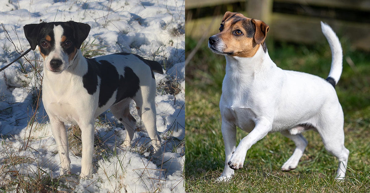 Foto af Santolina og Cody