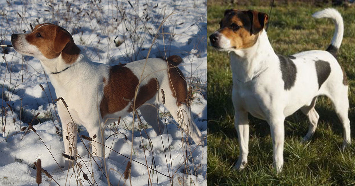 Billede fra Zkrubbe’s Viola har fået hvalpe hos Kennel Zkrubbes