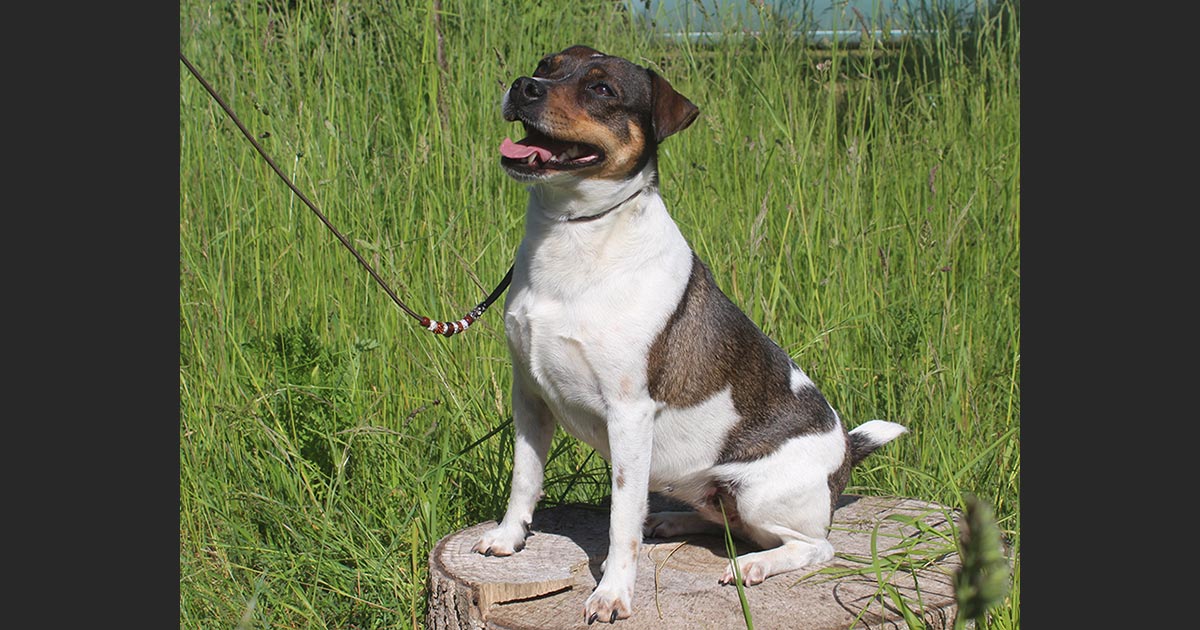 Billede fra Zkrubbe´s Wildheart er blevet parret med Samkas Mr. Milo Merg fra Norge hos Kennel Zkrubbes