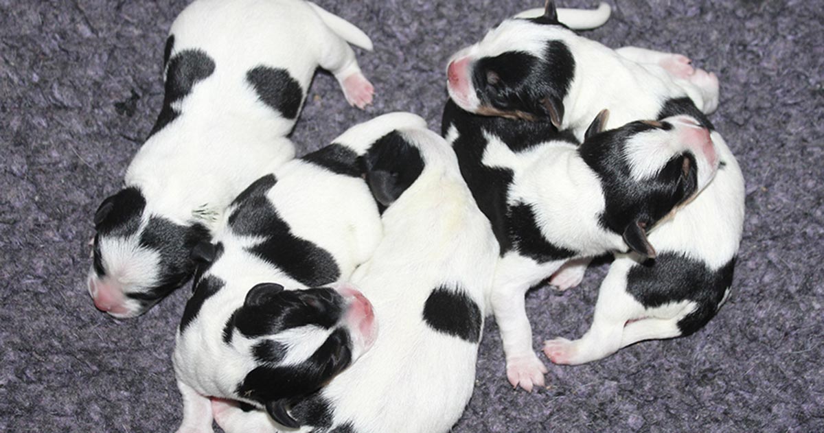 Billede fra Zkrubbe’s Daisy har født fem små mirakler hos Kennel Zkrubbes