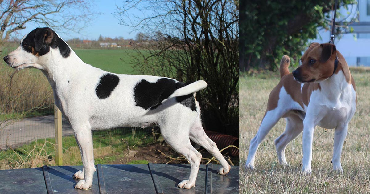 Billede fra Zkrubbe’s Linja har fået hvalpe hos Kennel Zkrubbes