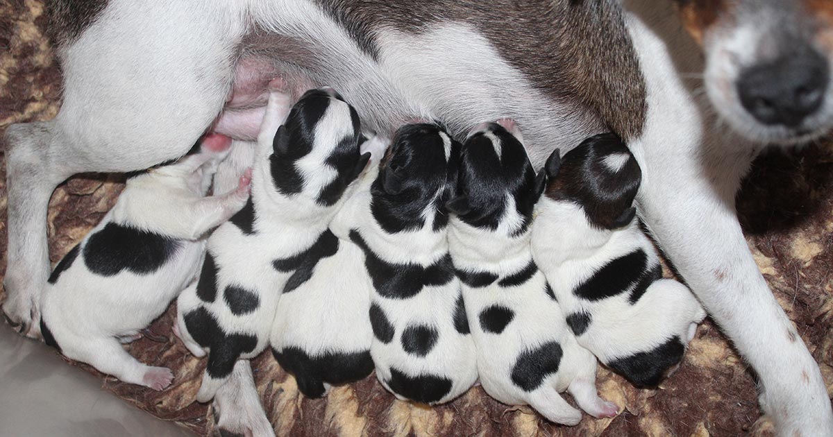 Billede fra Zkrubbe’s Wildheart har fået hvalpe. hos Kennel Zkrubbes