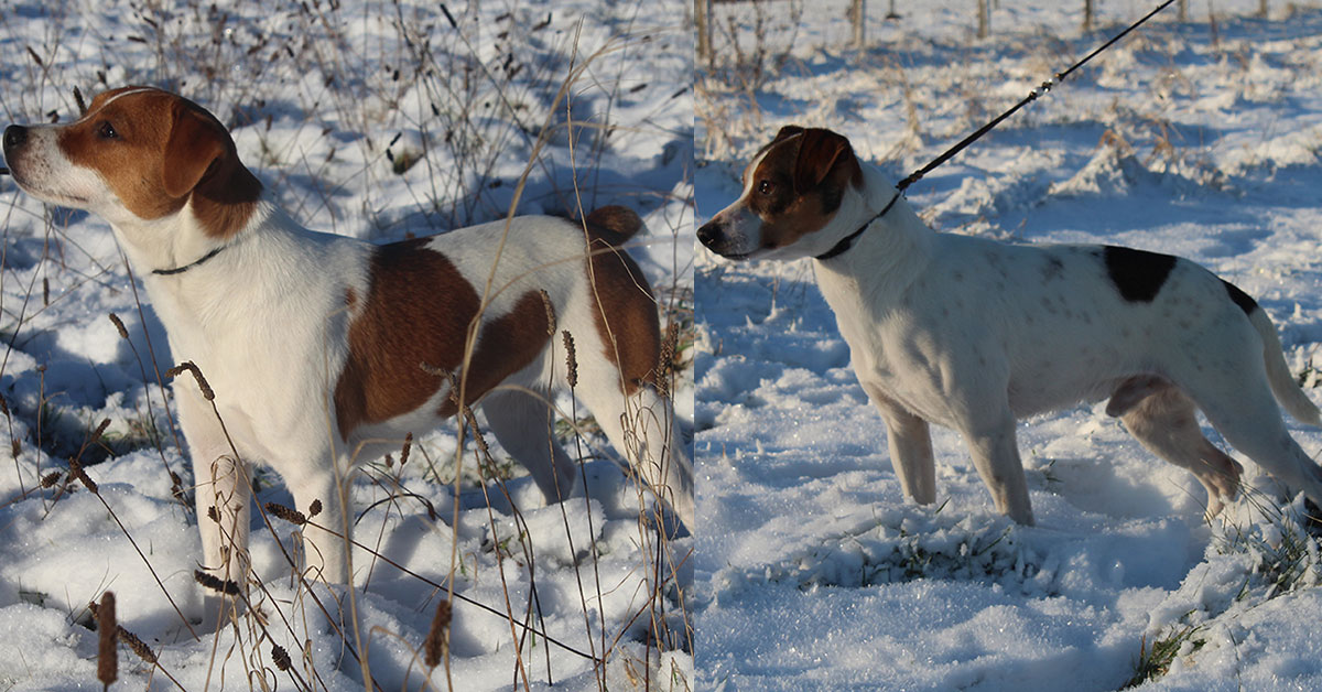 Billede fra Zkrubbe’s Viola har fået hvalpe hos Kennel Zkrubbes