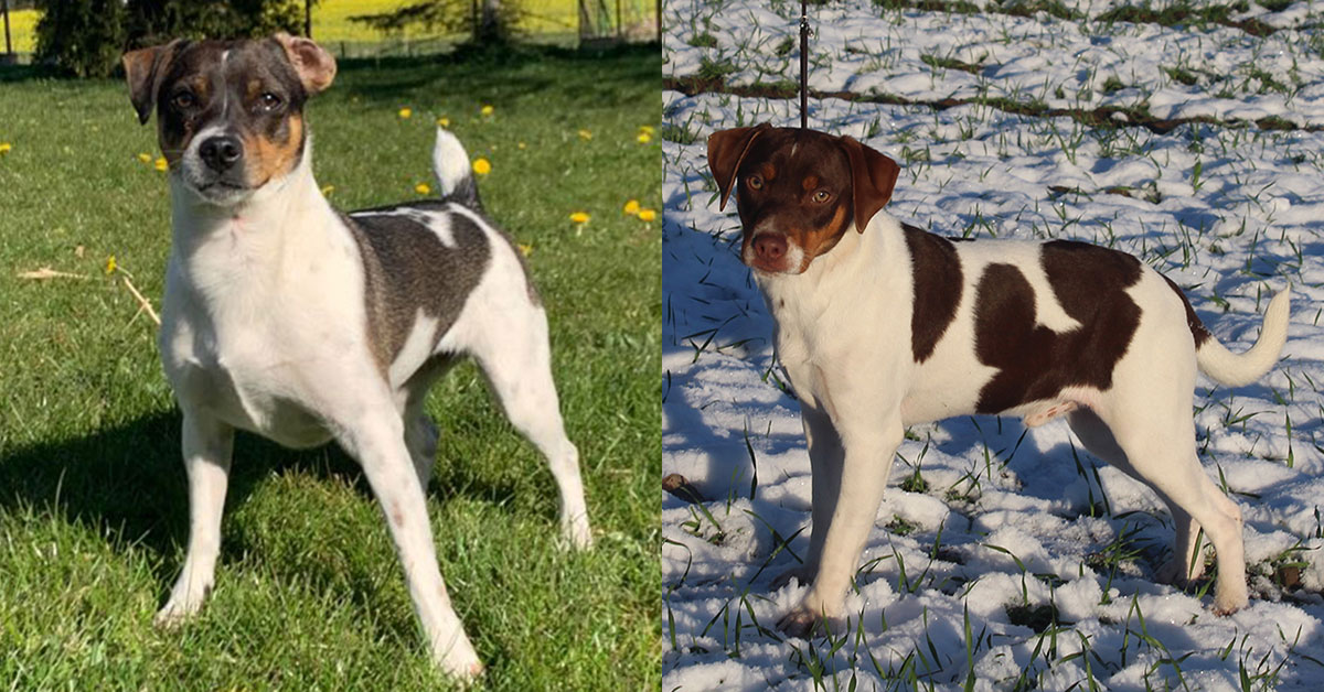 Billede fra Zkrubbe’s Wildheart har fået hvalpe hos Kennel Zkrubbes
