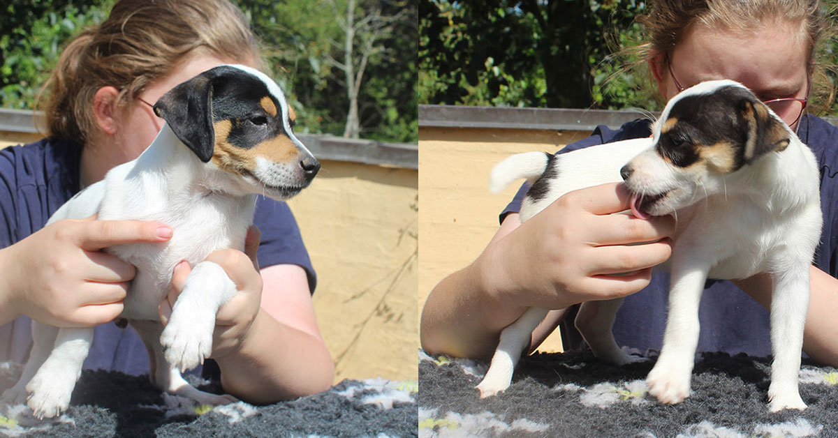 Billede fra Kun to søde vapser tilbage fra Violas kuld hos Kennel Zkrubbes