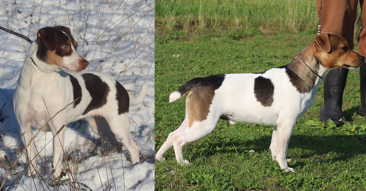 Billede fra Zkrubbes Lilje er blevet mor til otte søde hvalpe hos Kennel Zkrubbes