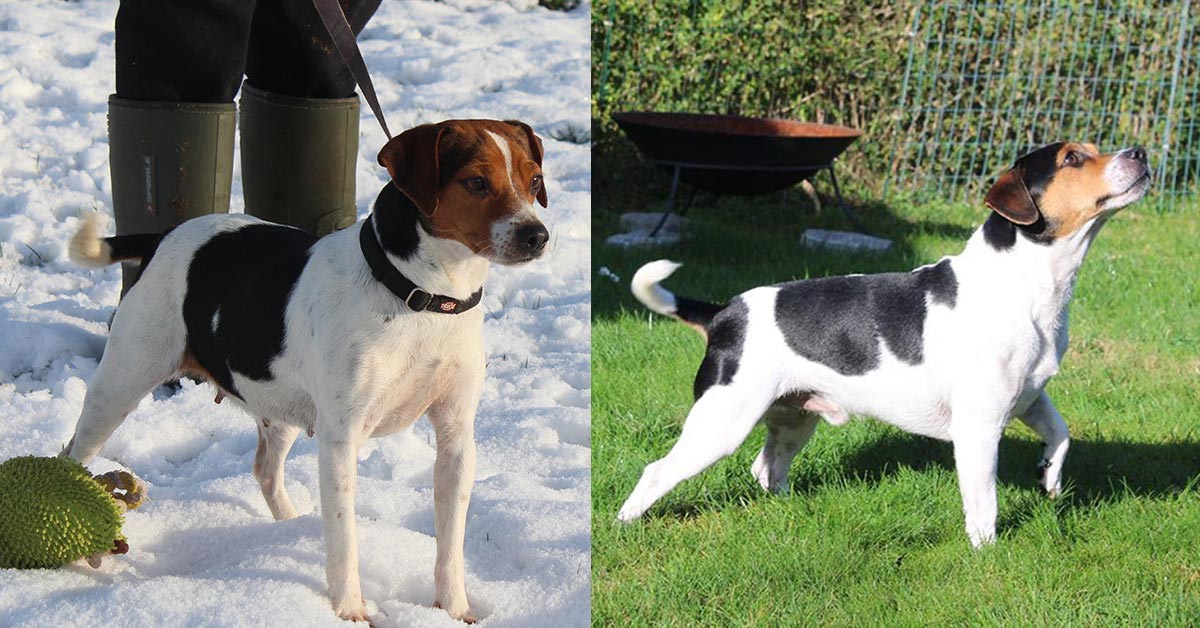 Billede fra Zkrubbe’s Darling har fået hvalpe hos Kennel Zkrubbes