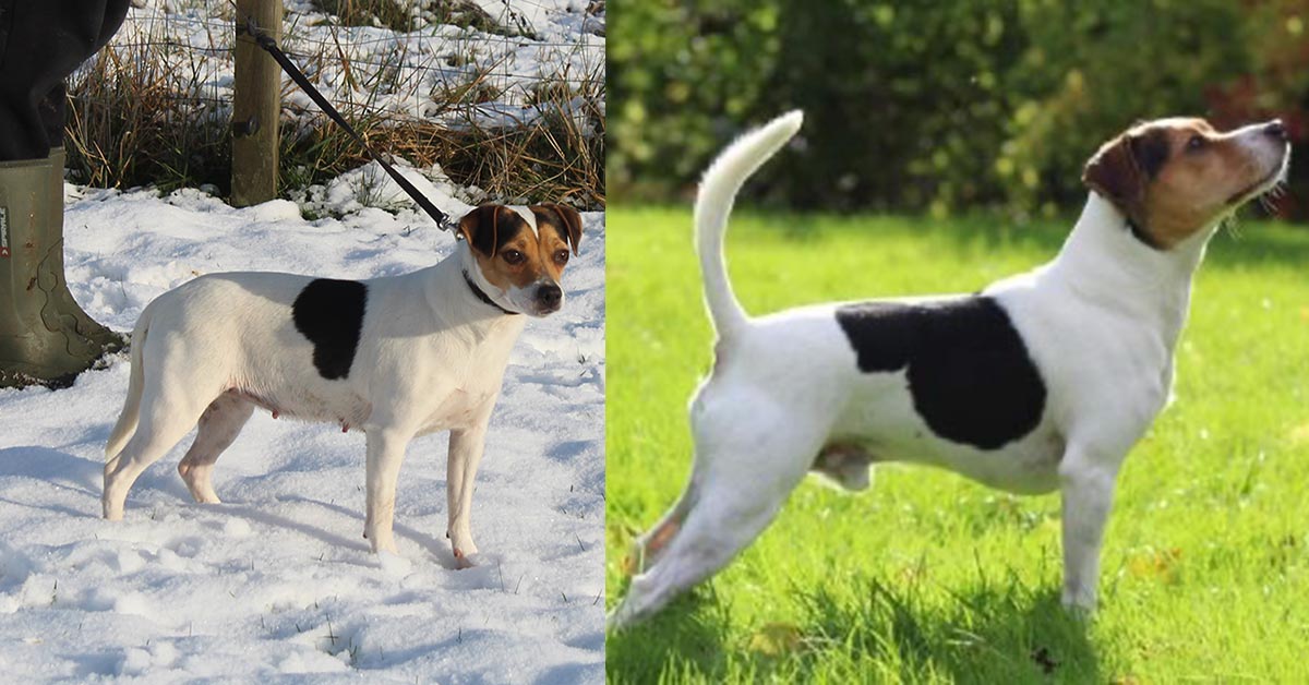 Billede fra Zkrubbe’s Merci har fået hvalpe hos Kennel Zkrubbes