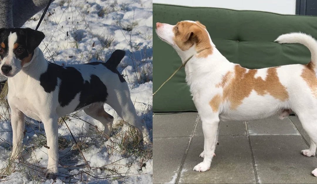 Zkrubbes Santolina har fået hvalpe