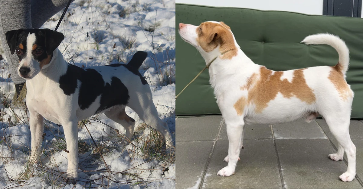 Billede fra Zkrubbes Santolina har fået hvalpe hos Kennel Zkrubbes