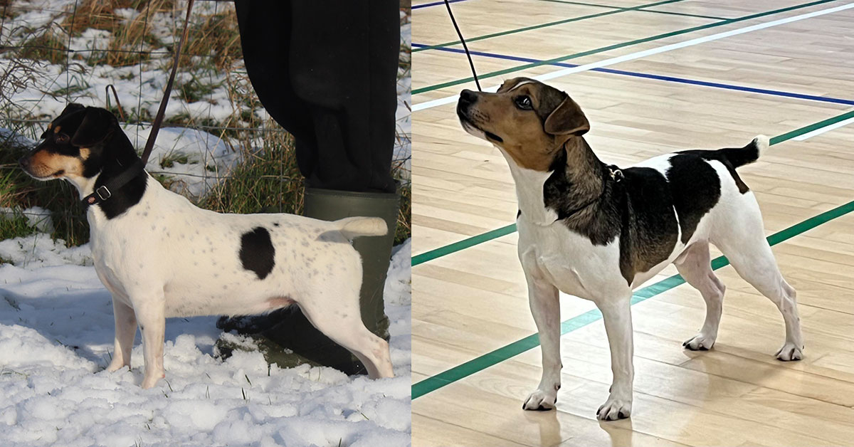 Billede fra Zkrubbe´s Sedna er blevet parret med Fräcka Fräsans Emil hos Kennel Zkrubbes