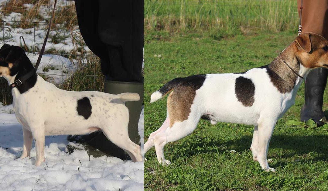 Zkrubbe’s Sedna har fået hvalpe