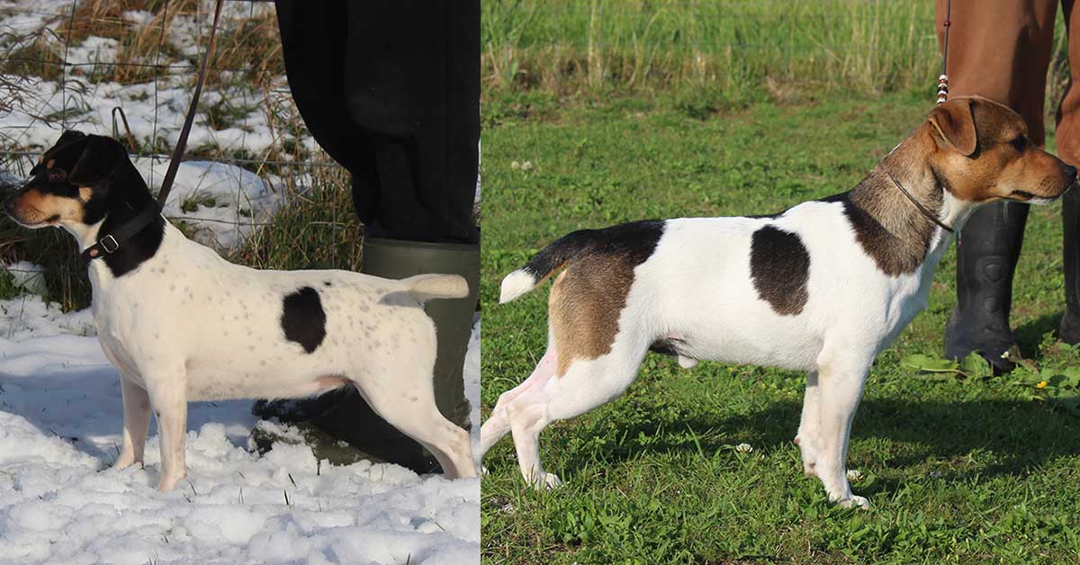 Zkrubbe's Sedna og Fräcka Fräsans Emil – Dansk/Svensk Gårdhund avlspar
